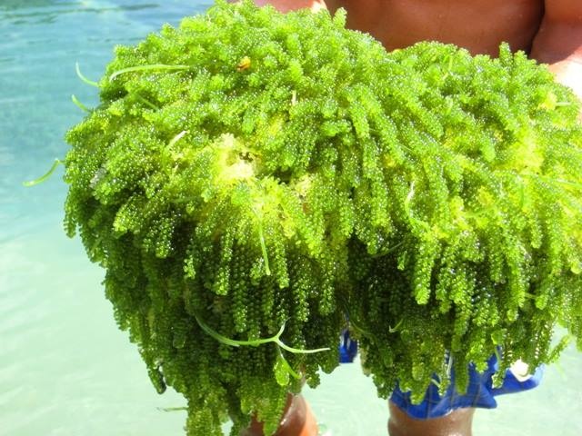 Rong nho mien Nam di may bay ra Ha Noi hinh anh