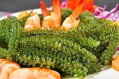 rong nho tươi ảnh 2 rong nho tuoi anh 2