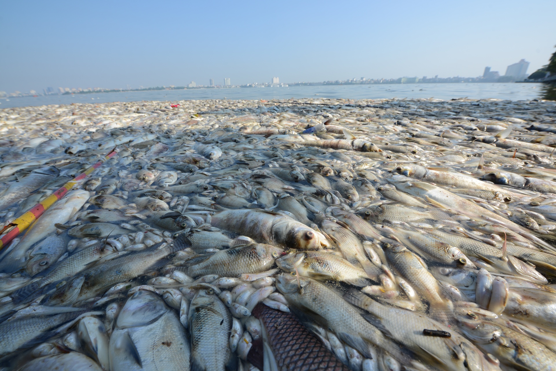 Thu tuong yeu cau lam ro nguon thai gay ca chet o ho Tay hinh anh