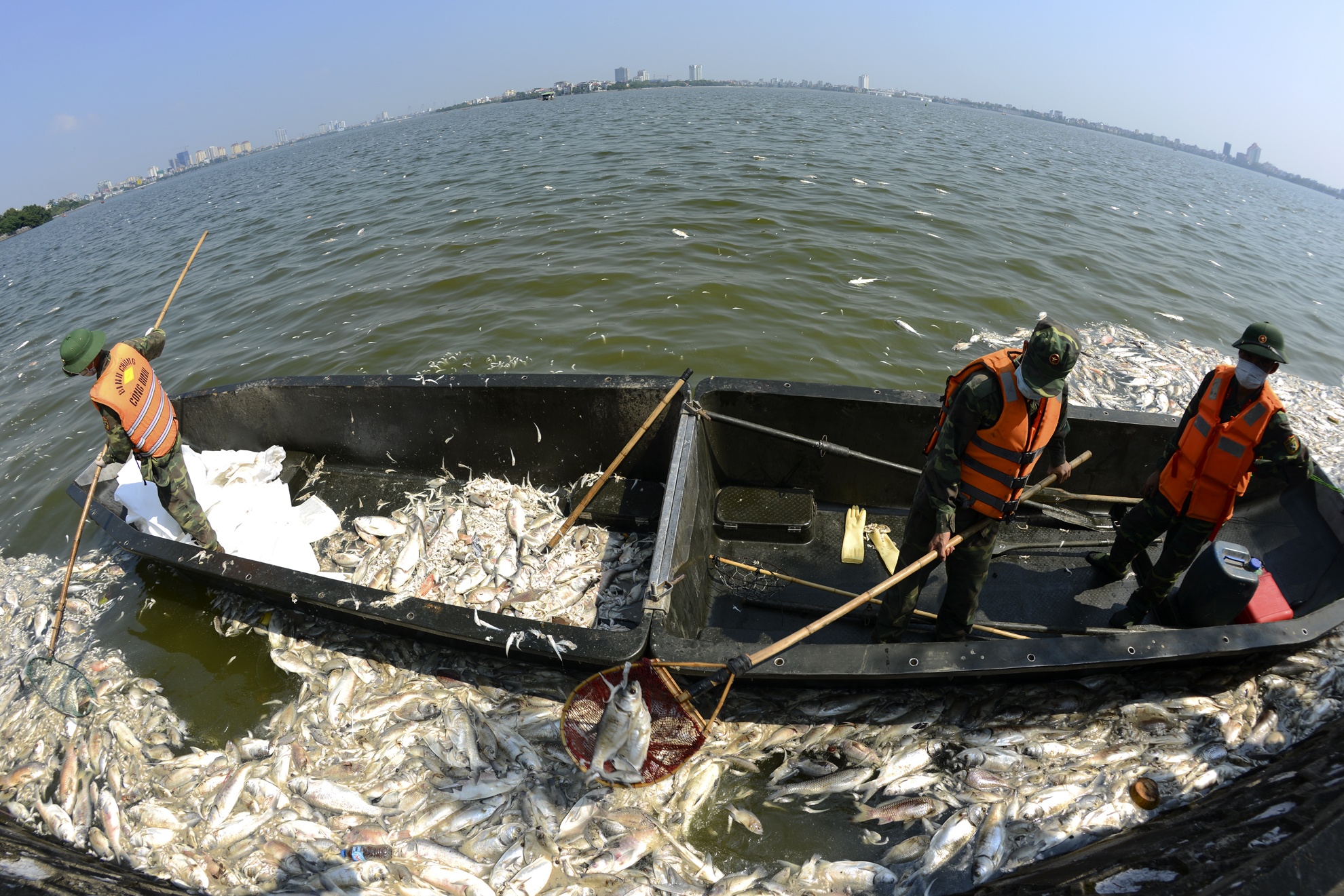 cá chết ở hồ Tây ảnh 1 ca chet o ho Tay anh 1