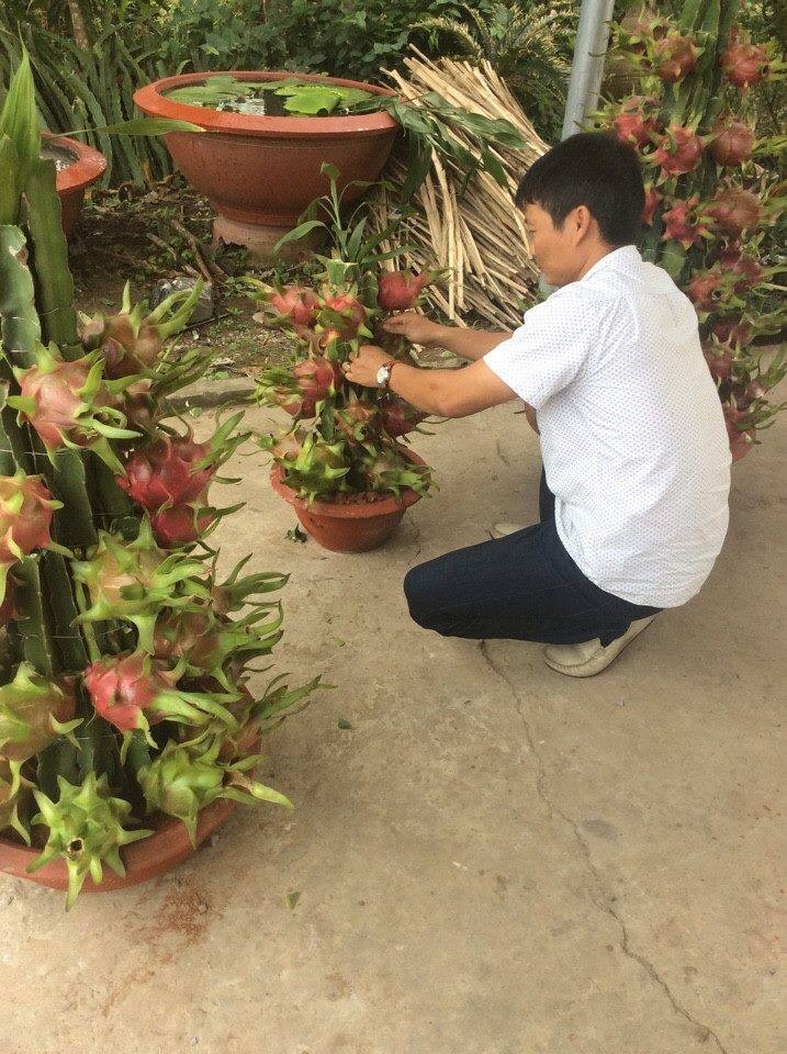 chậu thanh long cảnh ảnh 2 chau thanh long canh anh 2