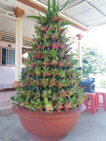 Thanh long canh gia re, muon mua phai dat truoc ca thang hinh anh