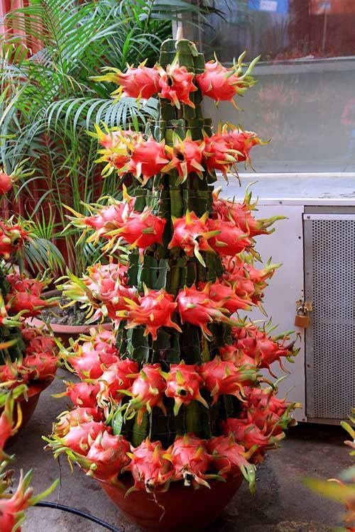 chậu thanh long cảnh ảnh 1 chau thanh long canh anh 1