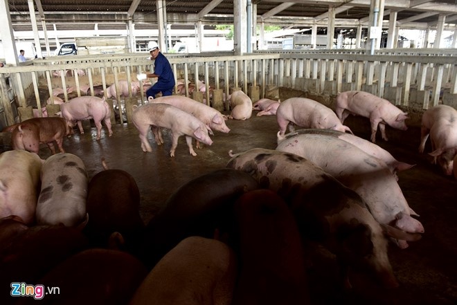 Nha giau treo thuong 500.000 dong tim thit lon sach an Tet hinh anh