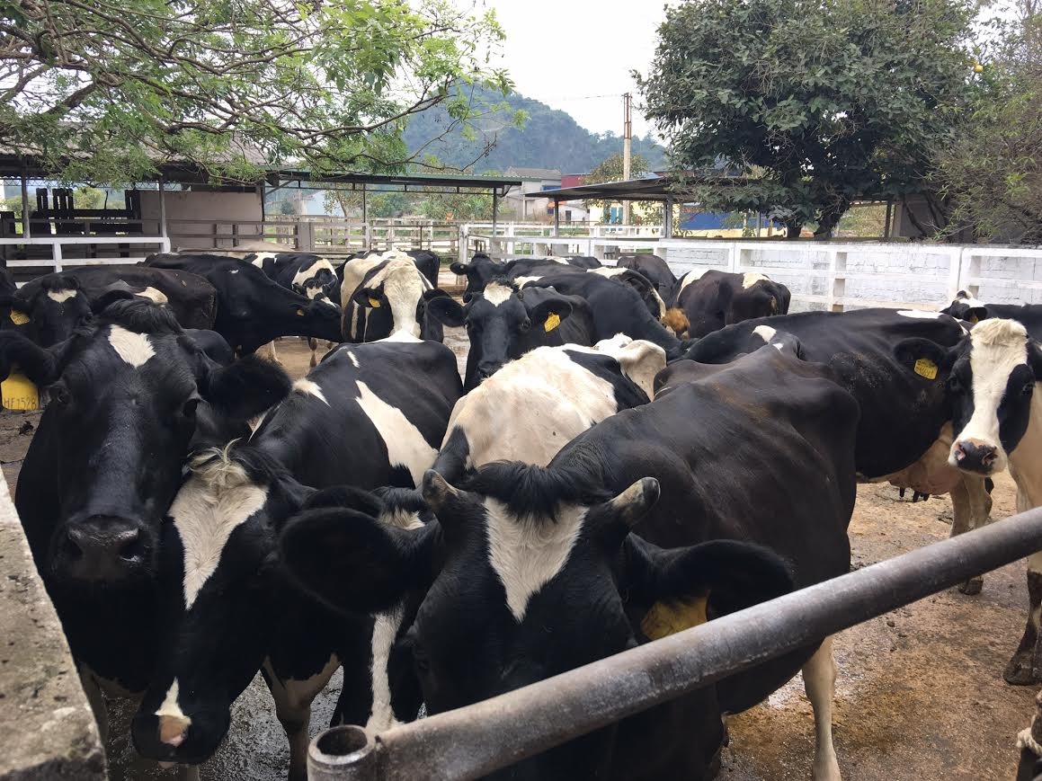 Cử nhân lên núi chăn bò ảnh 2 Cu nhan len nui chan bo anh 2