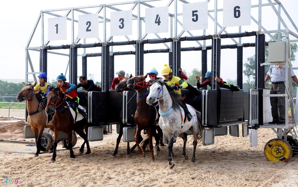 Duoc dat cuoc dua cho, dua ngua toi da 1 trieu dong/lan hinh anh