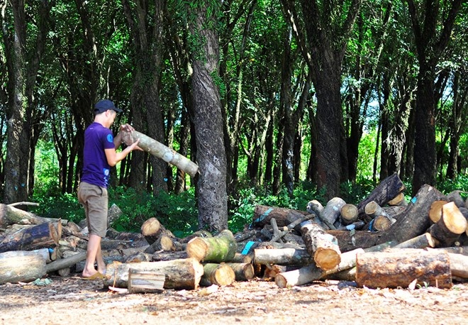 Huy che do uu tien voi Tap doan cong nghiep cao su Viet Nam hinh anh