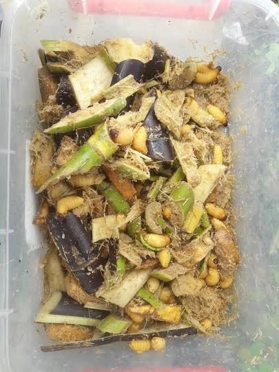 5 loài bị cấm nông dân Việt vẫn lén lút nuôi ảnh 2 5 loai bi cam nong dan Viet van len lut nuoi anh 2