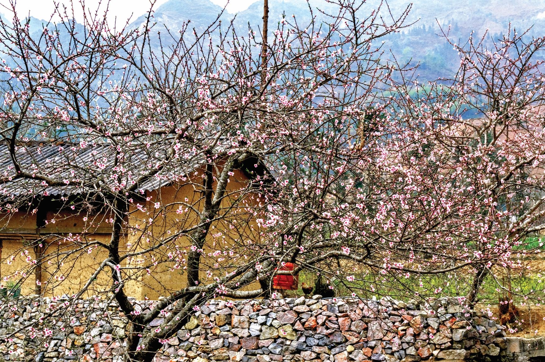 Vietravel,  Khoi hanh Tet moi anh 3