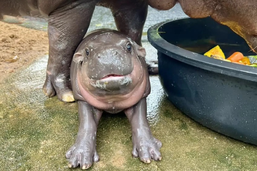 Them 'kiep nan' cua ha ma noi tieng nhat Thai Lan hinh anh