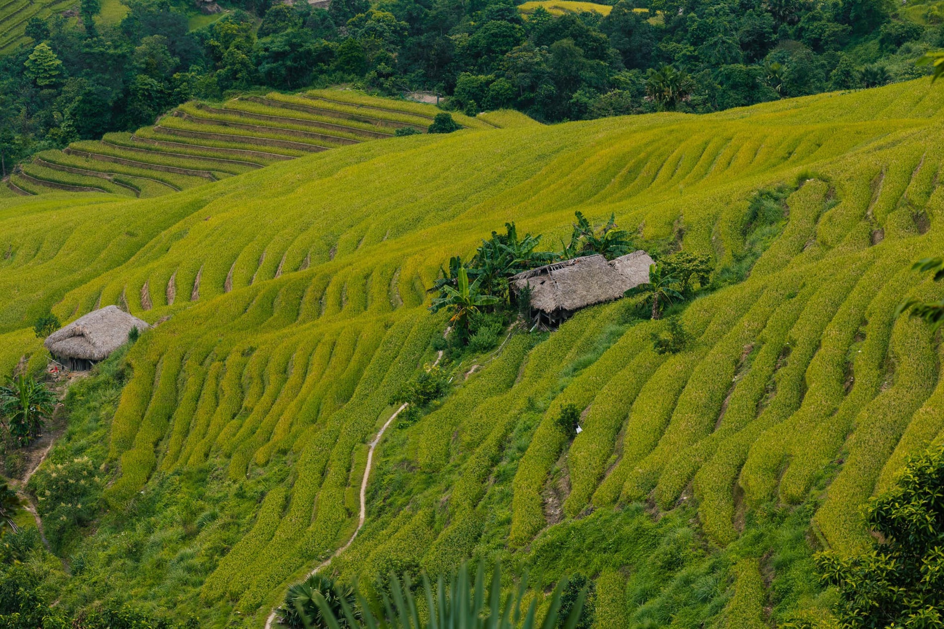 Mu Cang Chai anh 2