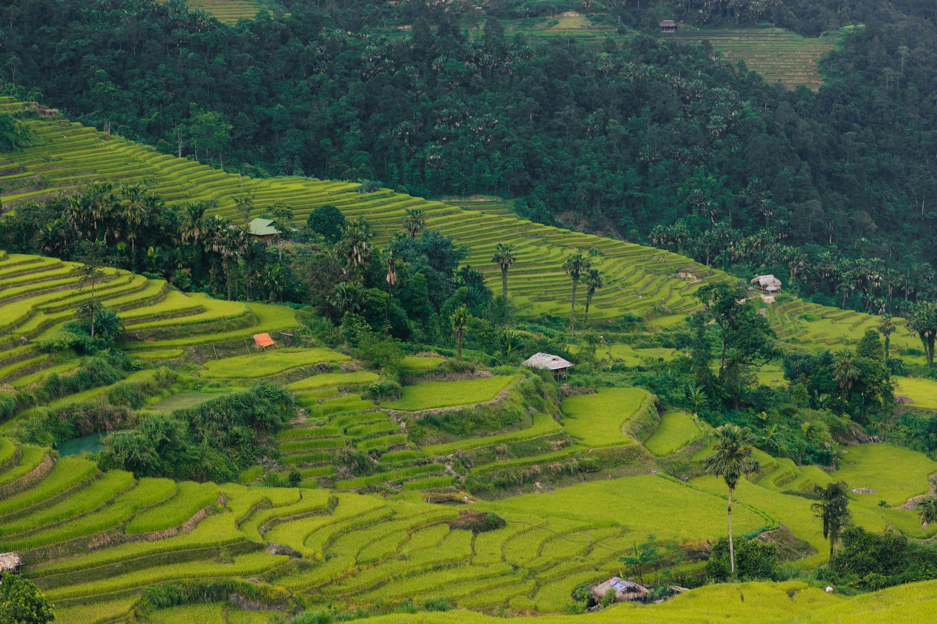 Mu Cang Chai anh 3