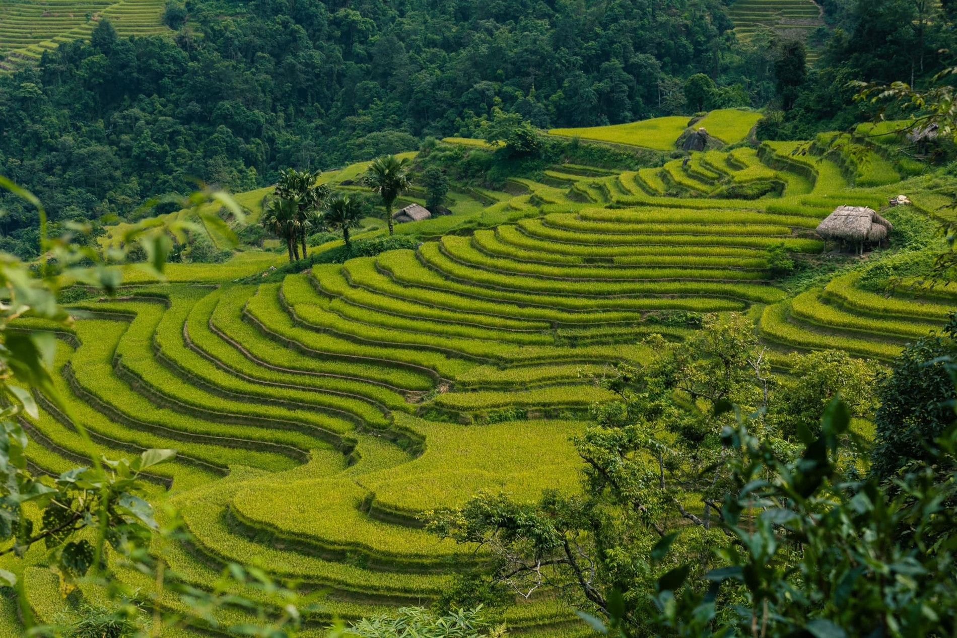 Mu Cang Chai anh 4