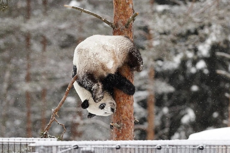 Phan Lan tra gau truc ve Trung Quoc vi khong du tien nuoi duong hinh anh