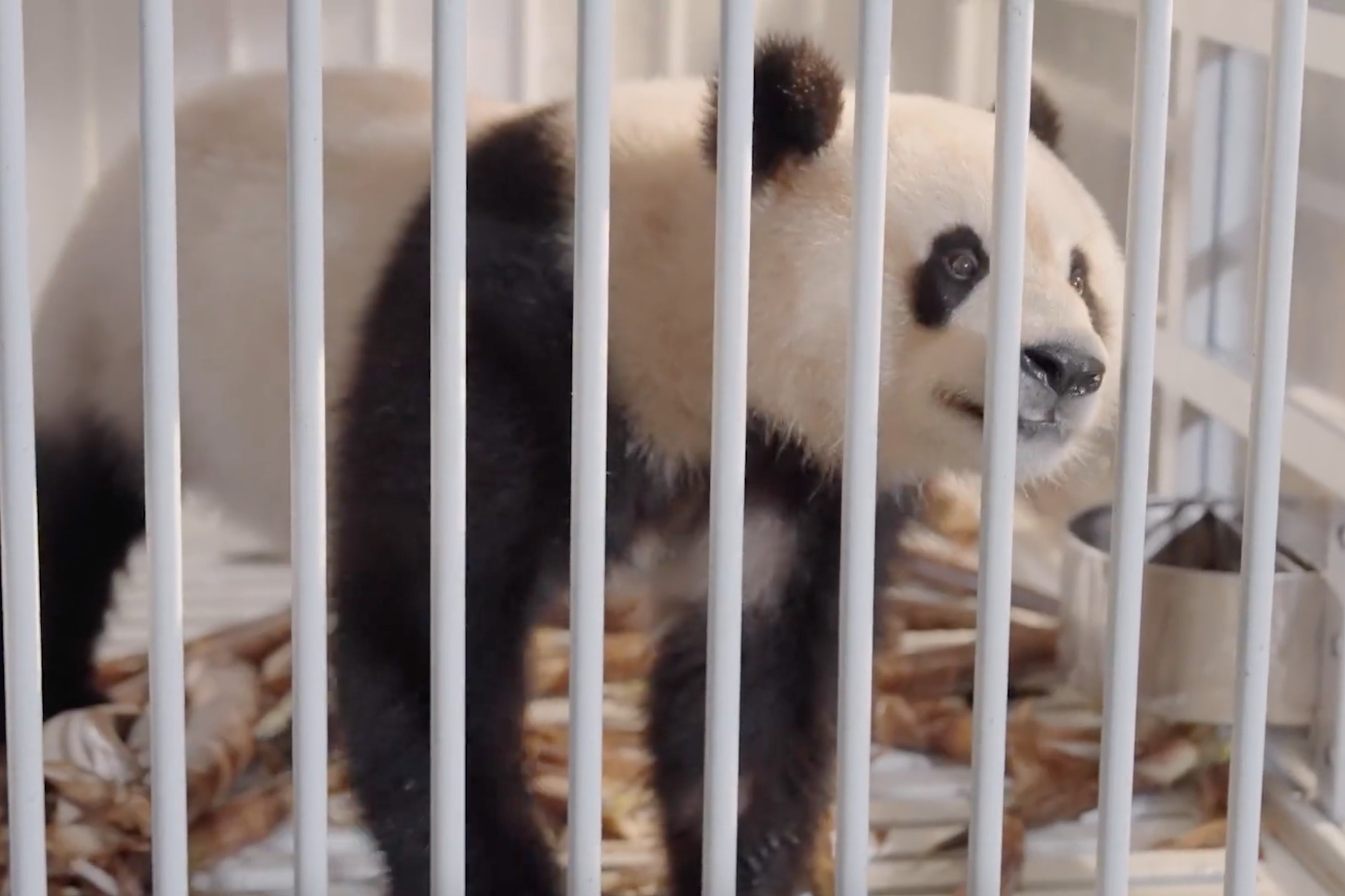 Hai gau truc Trung Quoc den My hinh anh