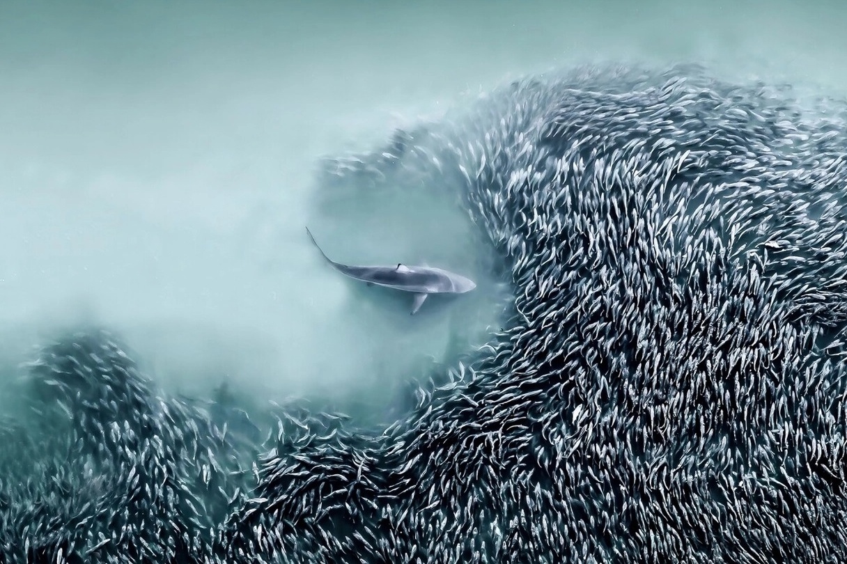 Canh kinh ngac ve dong vat hoang da chup tu tren cao hinh anh