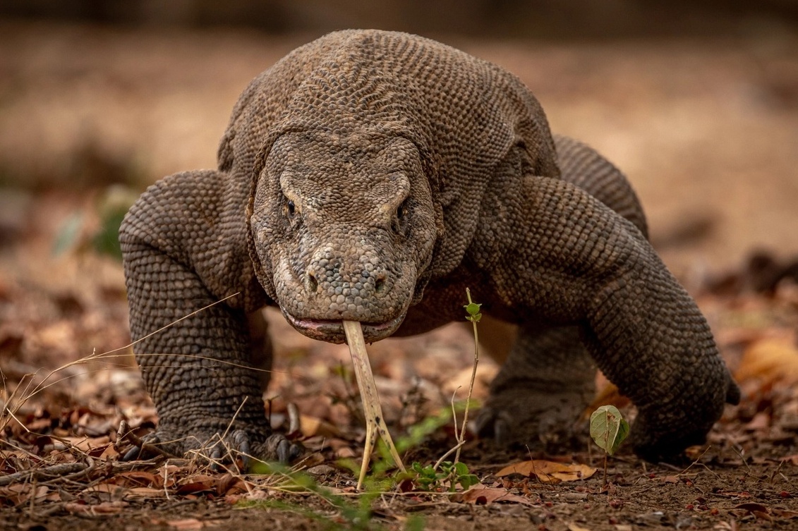 Anh kinh ngac ve nhung loai dong vat ky la nhat hanh tinh hinh anh