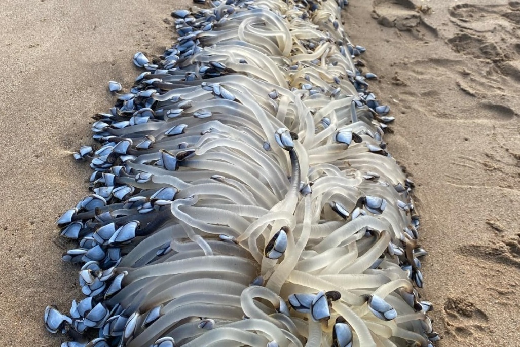 'Sinh vat la' gay sung sot tren bai bien Australia hinh anh