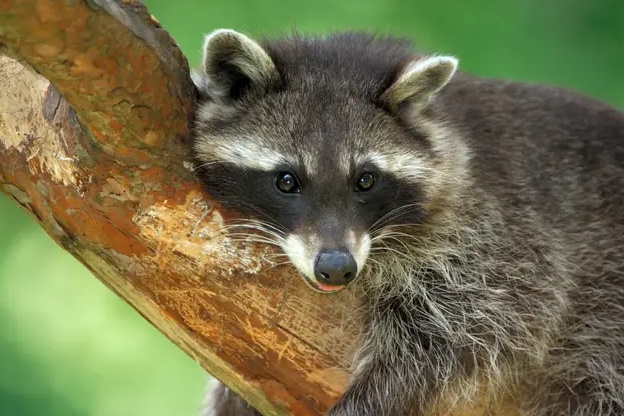 Thit gau meo tro thanh mon an tai Duc hinh anh