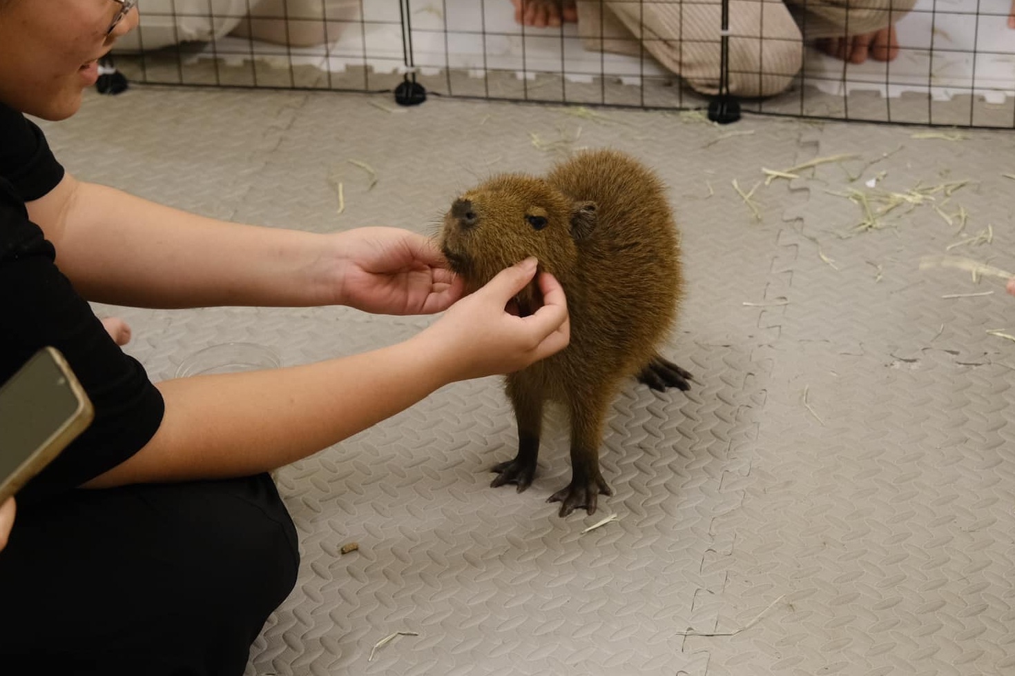 Thay gi tu quan ca phe capybara bi dung hoat dong o Ha Noi hinh anh