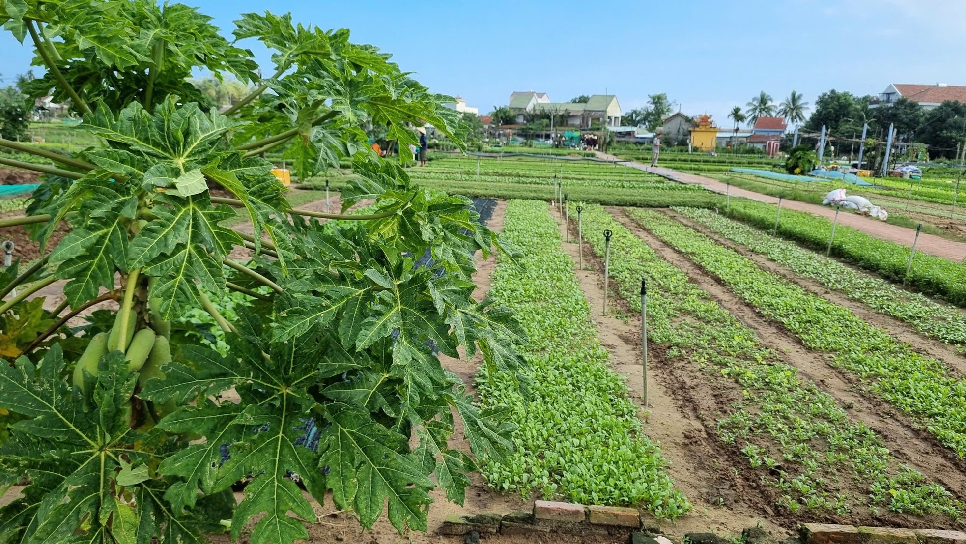 Hoi An anh 15