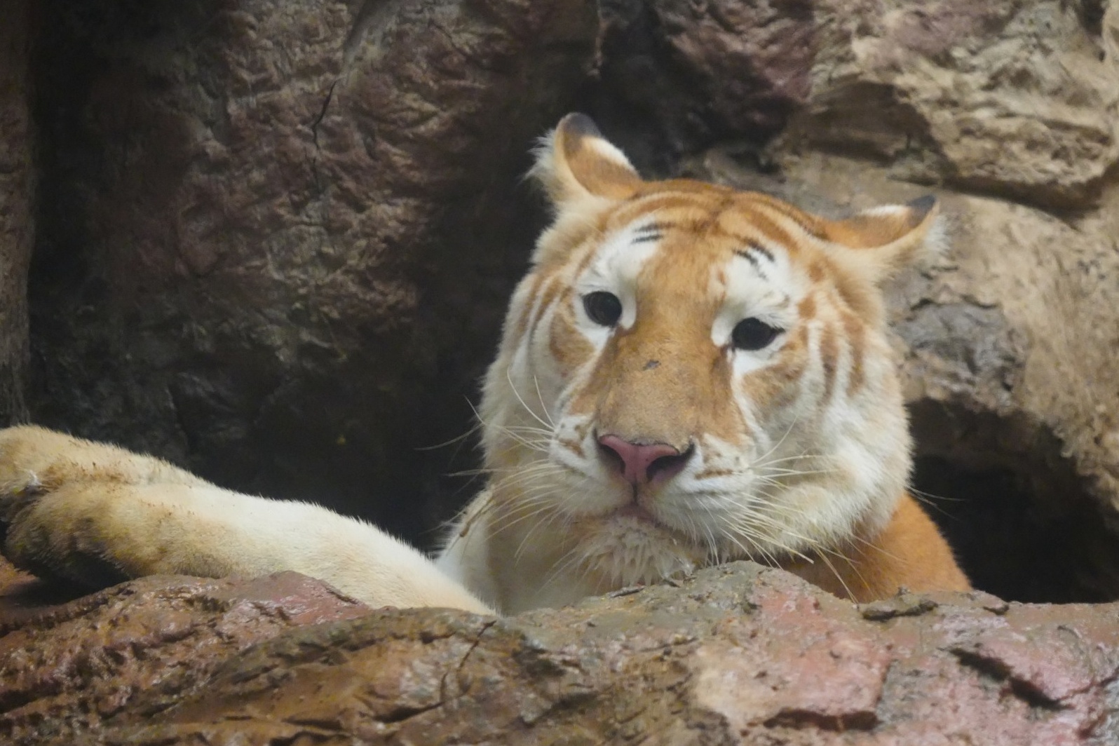 Ho Nong Ava nam choi cung kiem bon tien cho Chiang Mai hinh anh
