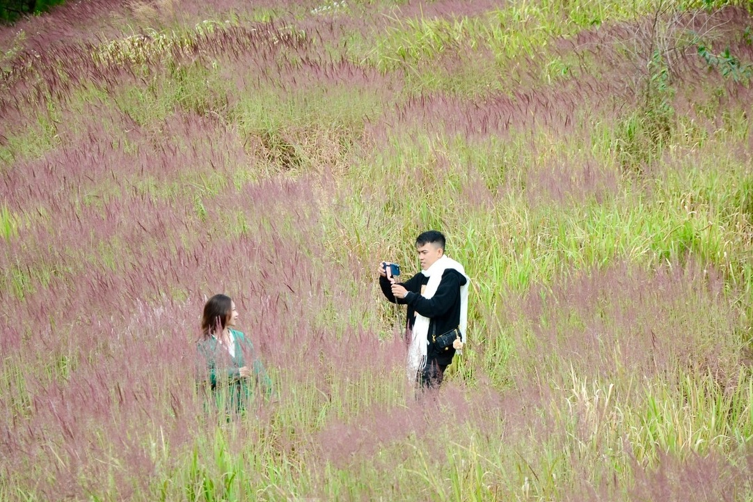 Doi co hong Da Lat da vao mua dep nhat nam hinh anh