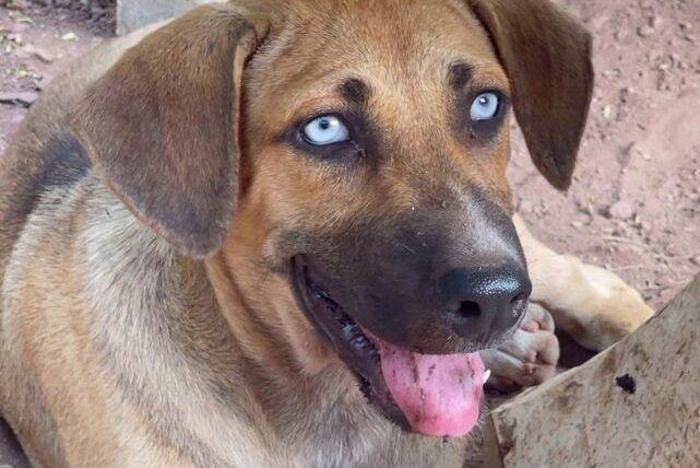 Chu cho Thai Lan noi tieng vi doi mat xanh la lung hinh anh