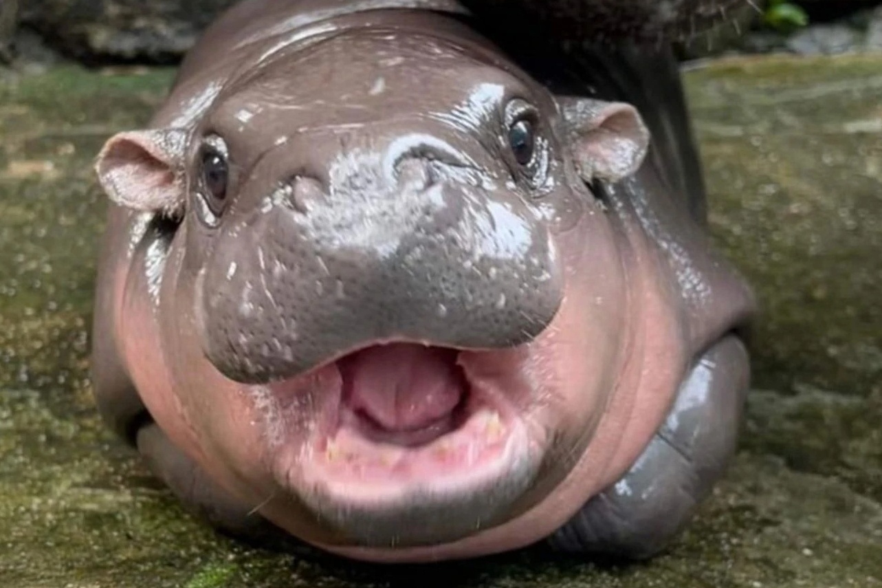 Ha ma Moo Deng, ho Ava thanh 'quyen luc mem' cua Thai Lan hinh anh