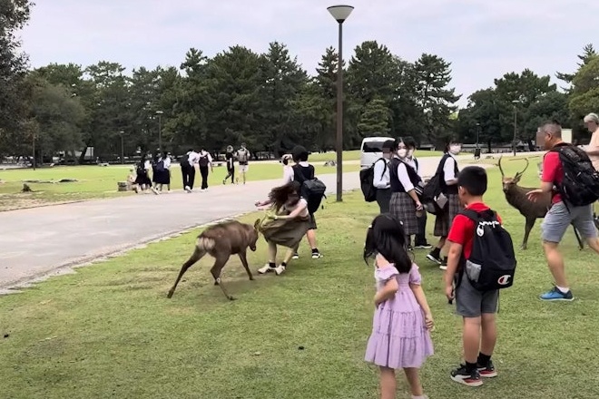 Khach bi huc bay khi tiep can 'huou than' Nhat Ban' hinh anh