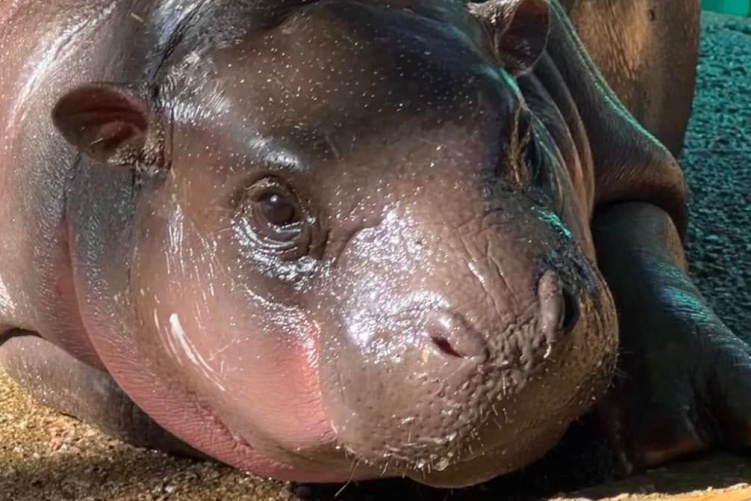 Nguoi ham mo 'suc soi' nhin ha ma Moo Deng an phai mau giay hinh anh