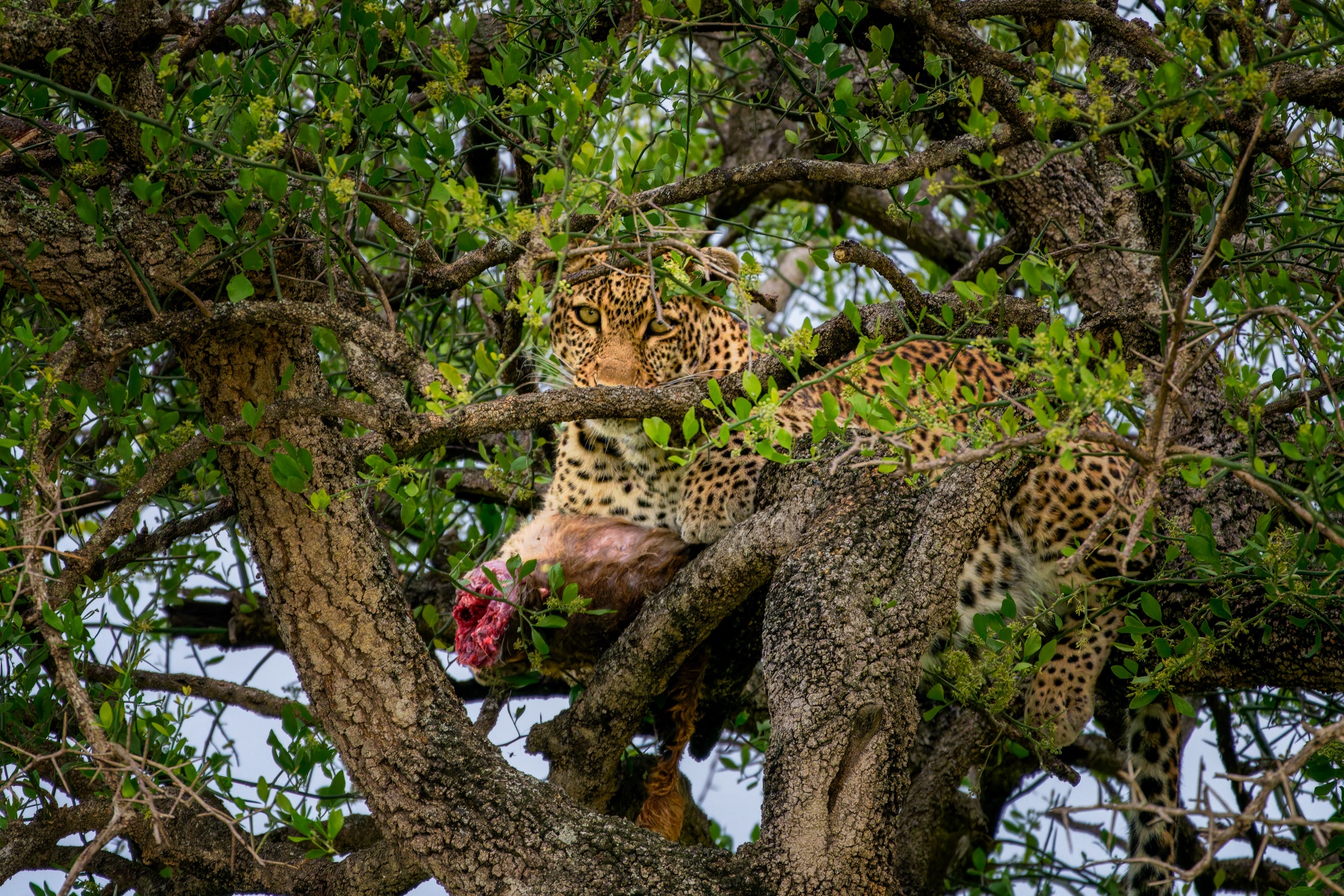 Toi den Kenya xem bao xe moi tren cay hinh anh