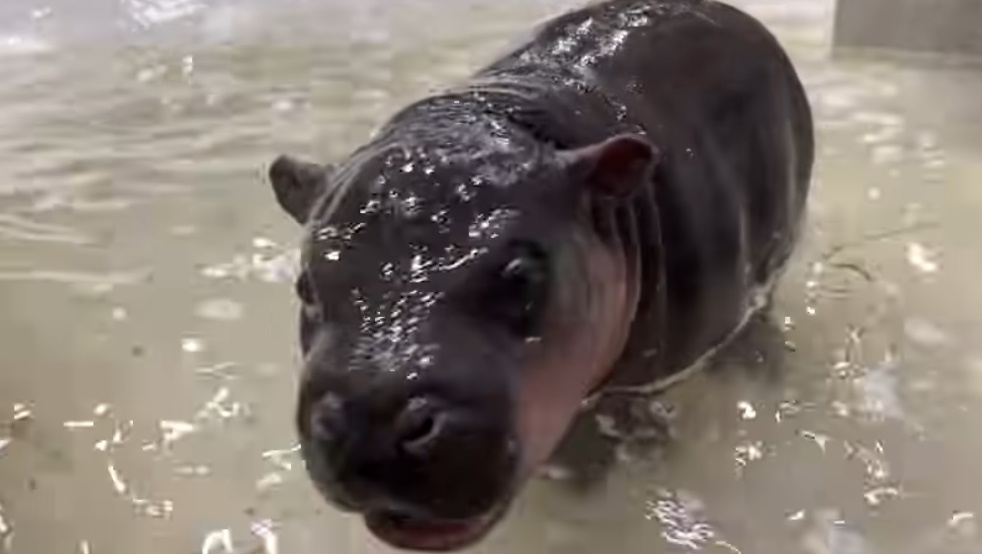 Ha ma lun o My vua sinh da 'hot' hinh anh