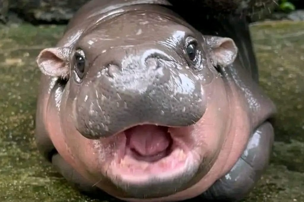 Moo Deng co can cuoc dong vat hinh anh