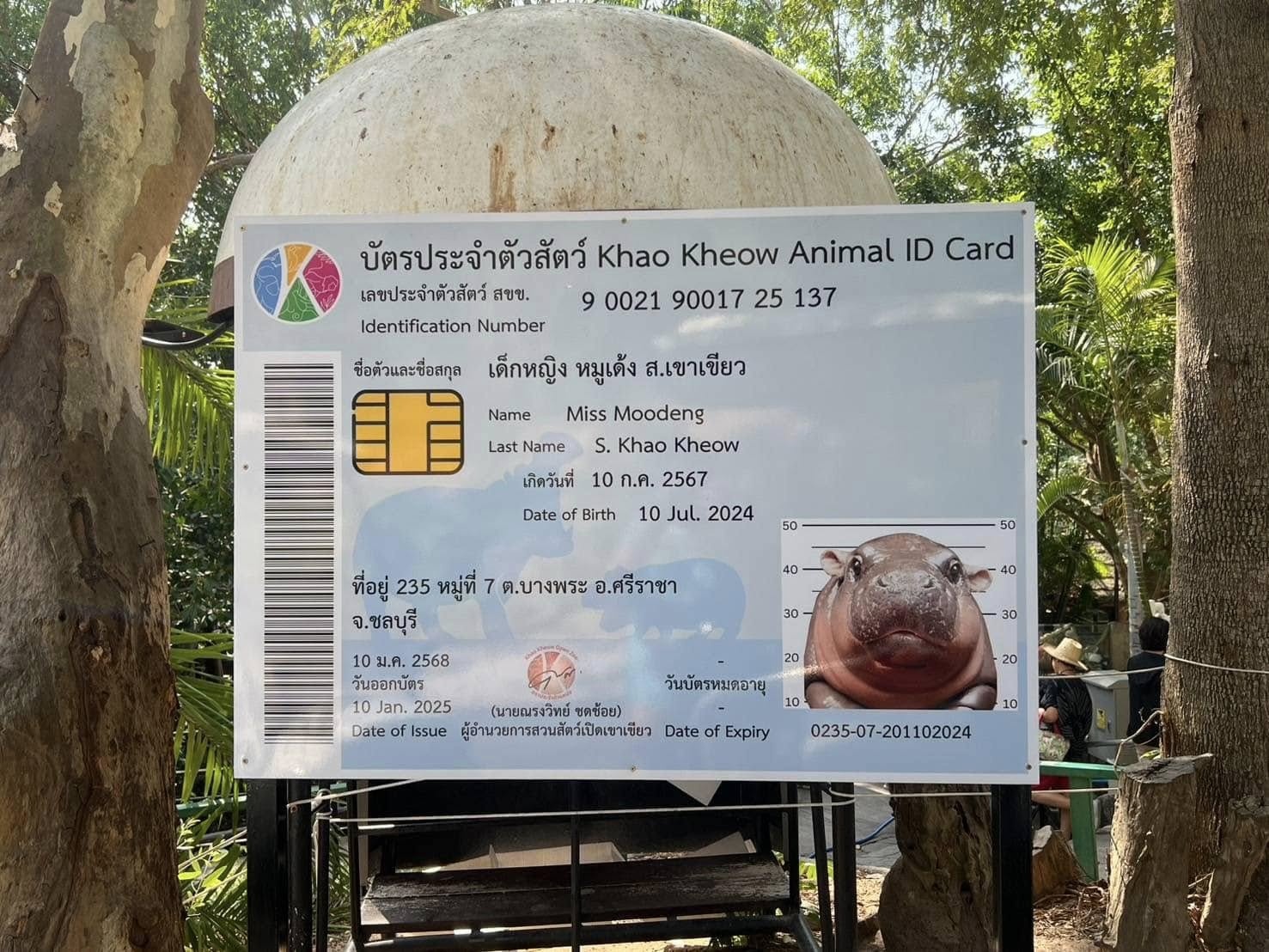 Moo Deng ảnh 1 Moo Deng anh 1