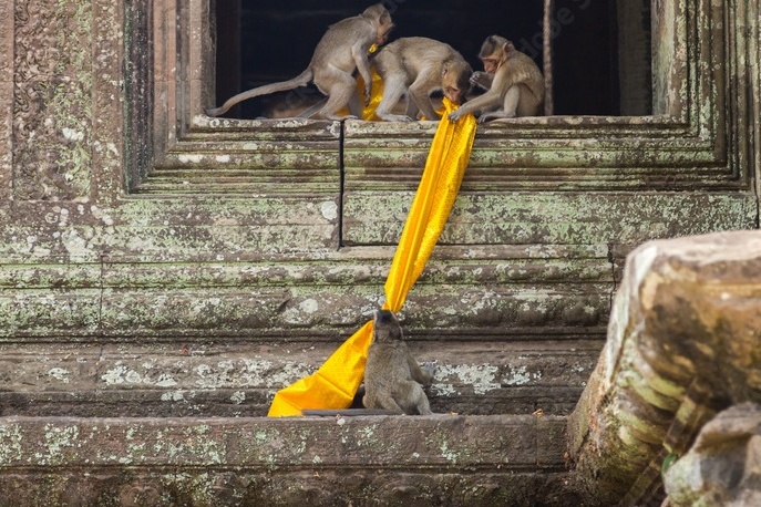 Khi danh khach tai Angkor Wat hinh anh