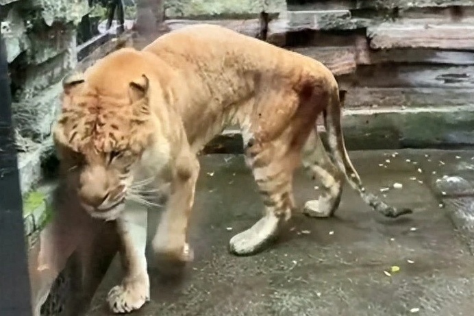 Ho gay tro xuong trong vuon thu Trung Quoc hinh anh