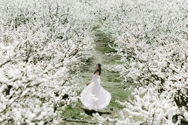 Moc Chau thu 1.200 ty dong nho gan 1 trieu nguoi den ngam hoa man hinh anh