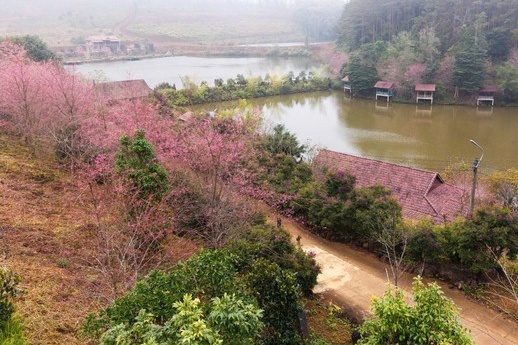 Mang Den trong 1 trieu cay mai anh dao hut khach du lich hinh anh
