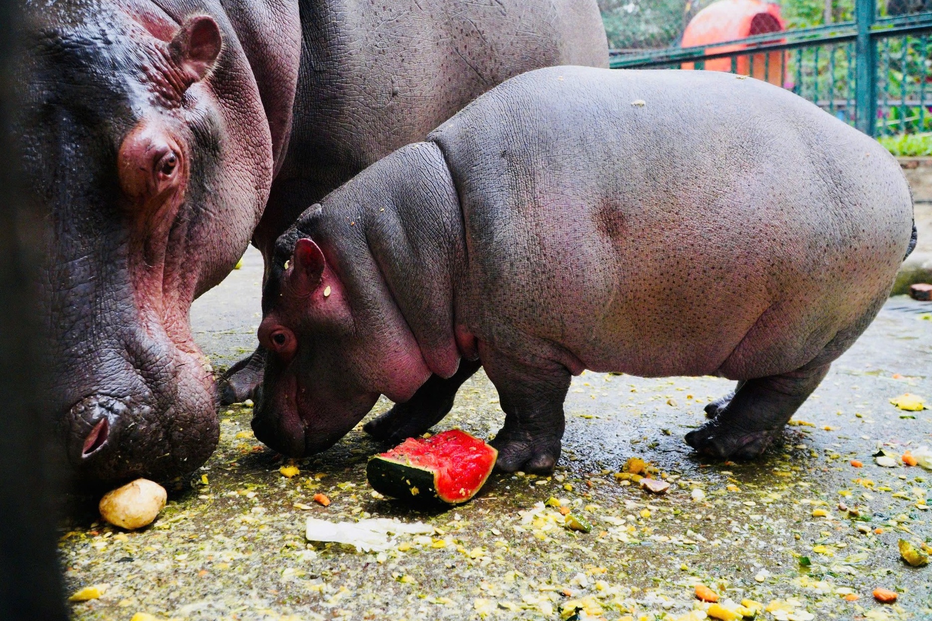 Vuon thu Ha Noi bat may suoi, dun nuoc nong cho thu nuoi hinh anh