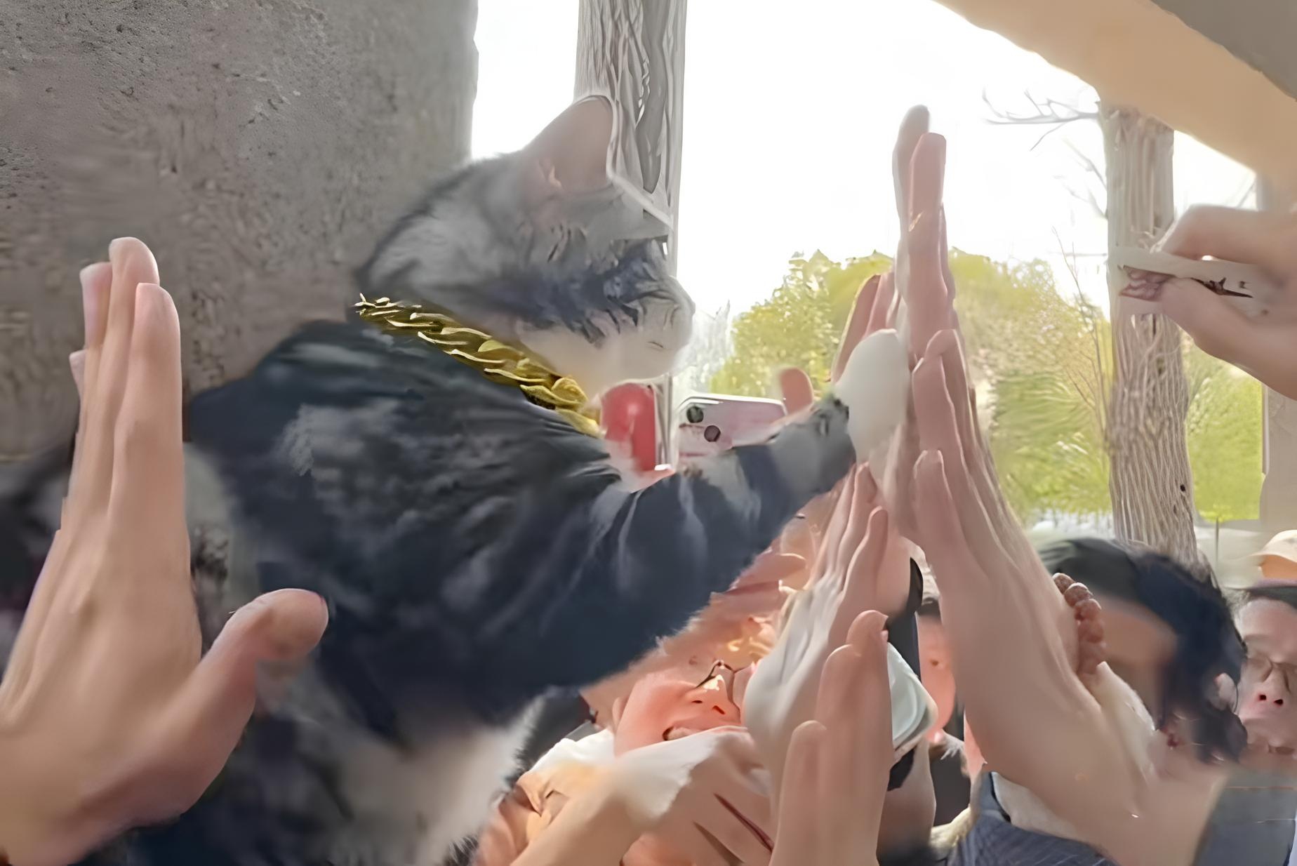 Chu meo Trung Quoc 'noi nhu con' nho ngoi cong chua vay khach hinh anh