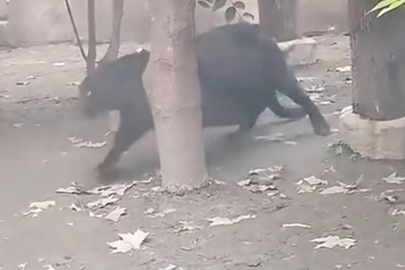 Bao den o vuon thu Trung Quoc bung cham dat vi qua beo hinh anh