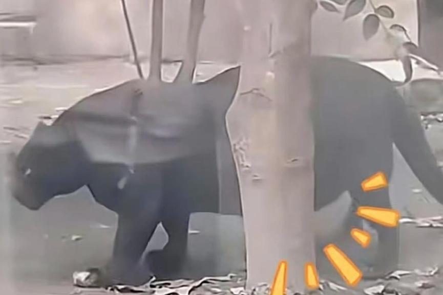 Bao den o vuon thu Trung Quoc 'bung cham dat' vi qua beo hinh anh