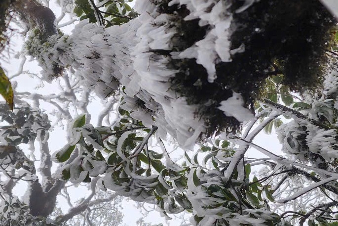 Giua thang 3, dinh Ta Xua phu kin bang tuyet chua tung co trong 10 nam hinh anh