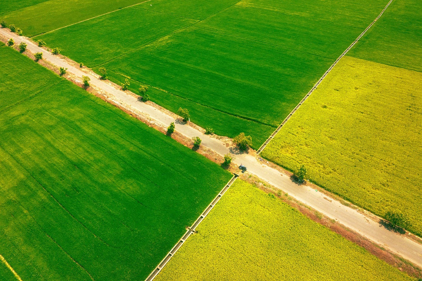 Canh dong 'nua xanh, nua vang' tai Vung Tau hinh anh