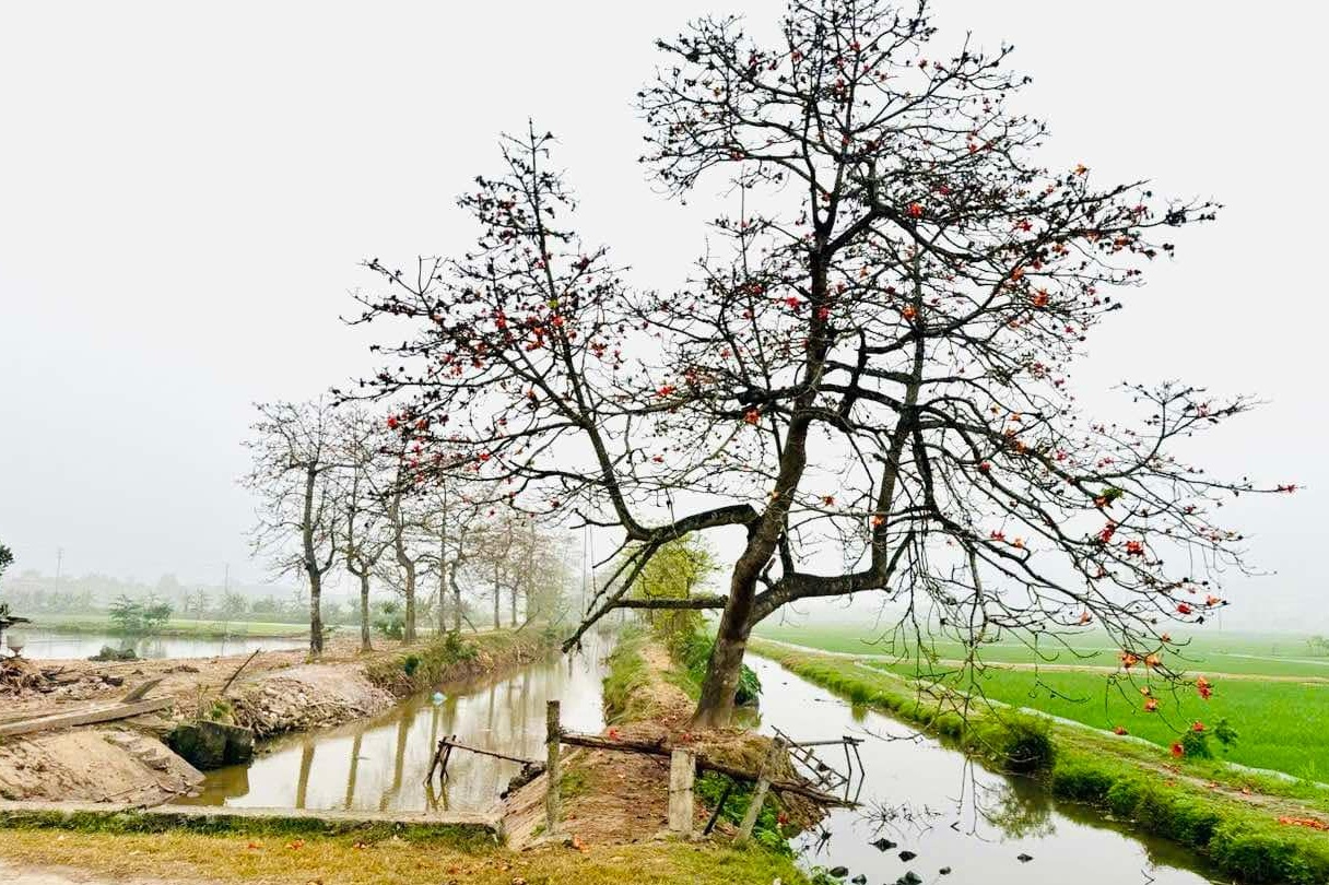 Dong cua quan nuoc thu phi khach chup anh cay gao tai Ha Nam hinh anh