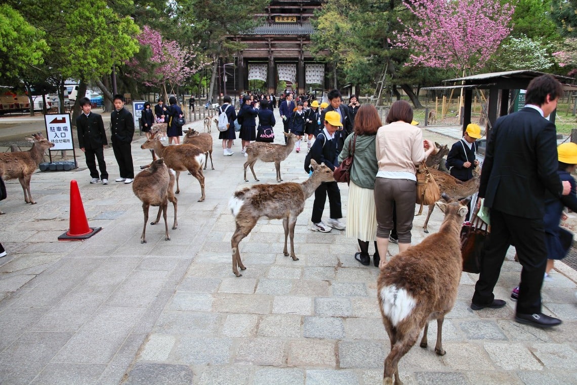 'Huou than' Nhat Ban bi danh moi ngay hinh anh