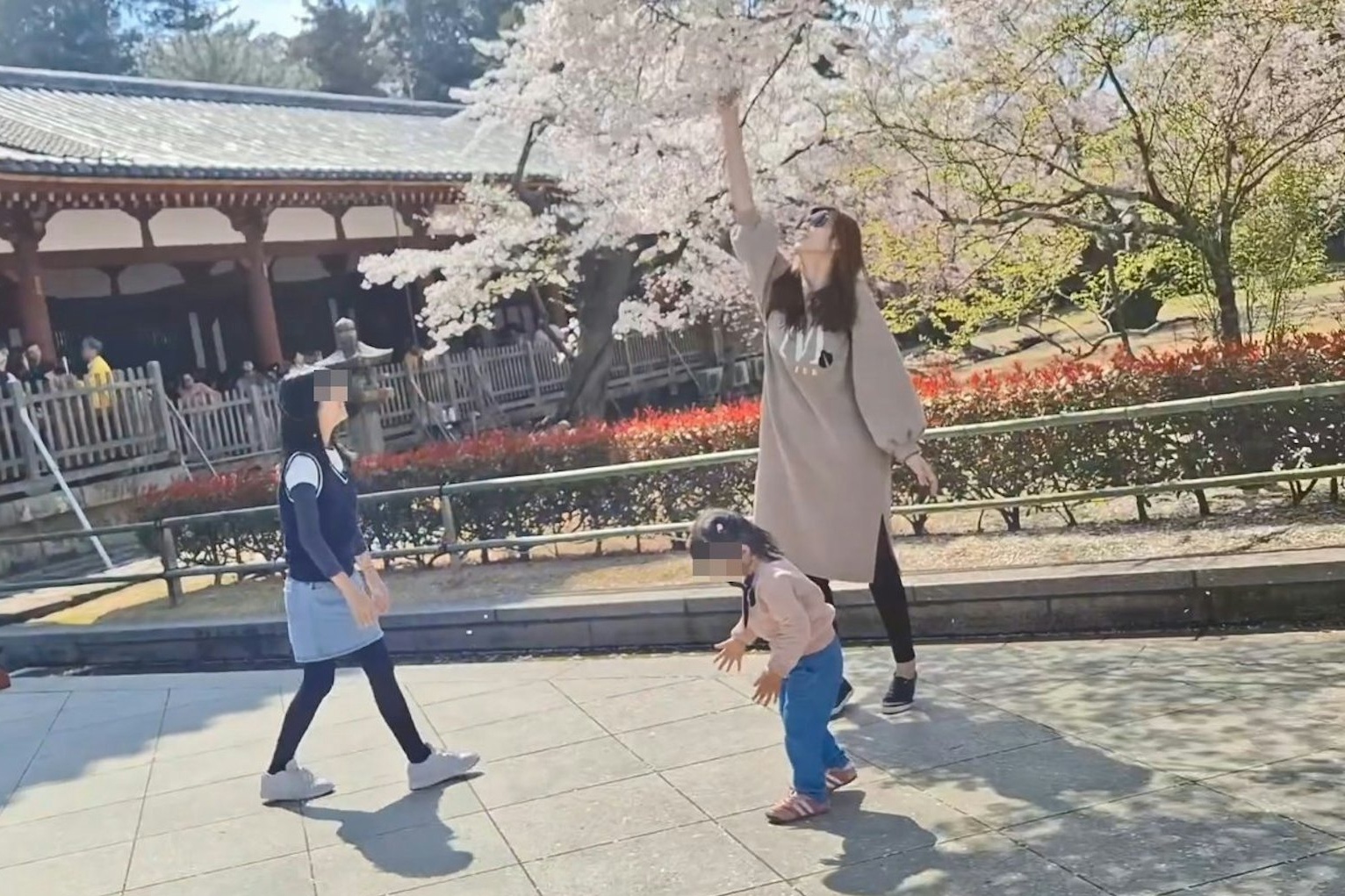 Khach Dai Loan tra gia vi rung cay hoa anh dao tai Nhat Ban hinh anh