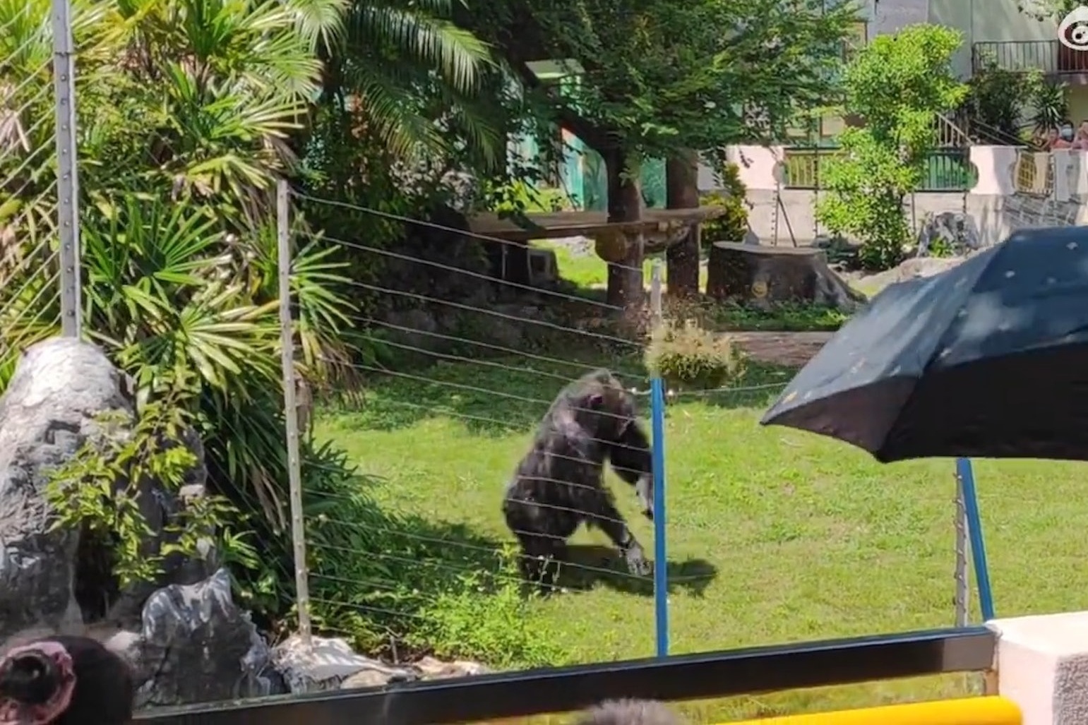 Tinh tinh vuon thu Trung Quoc choi da vao du khach hinh anh