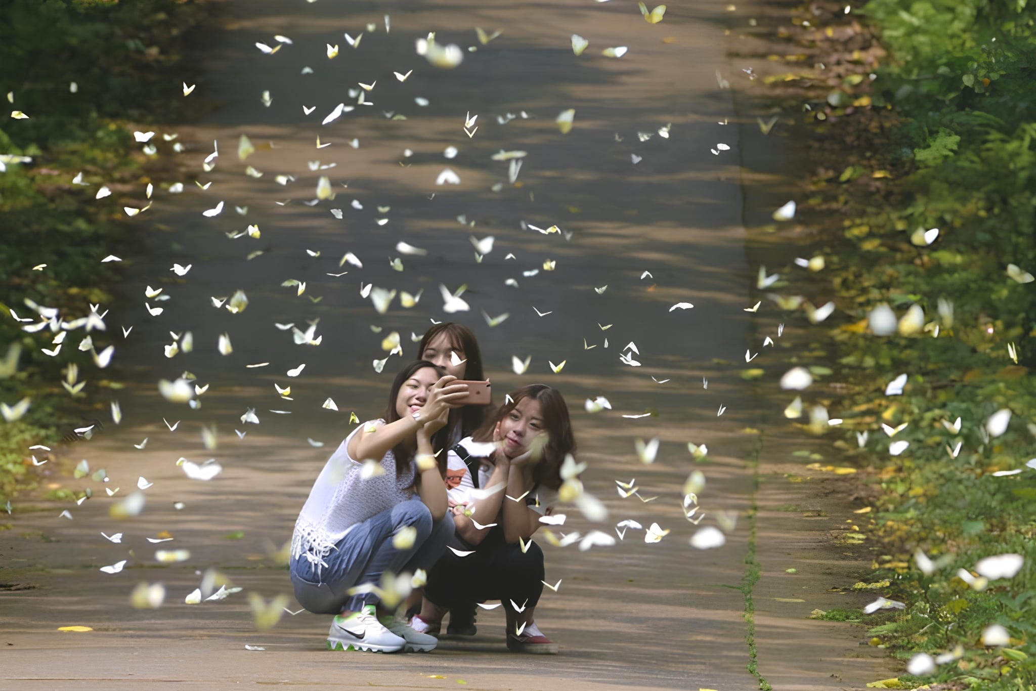 Cuc Phuong lai nhon nhip mua 'san' buom hinh anh